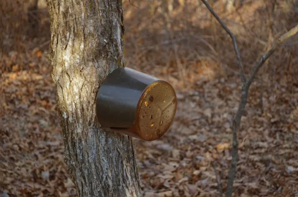 weather Shield to protect stick-n-lick product from the elements stuck onto a tree